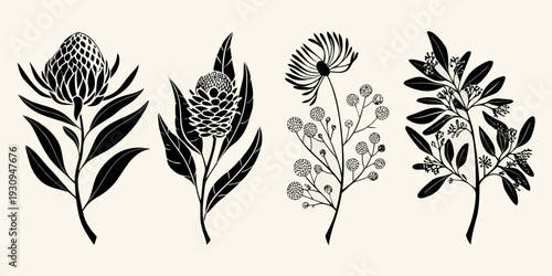 Elegant botanical illustration featuring diverse australian native wildflowers in black