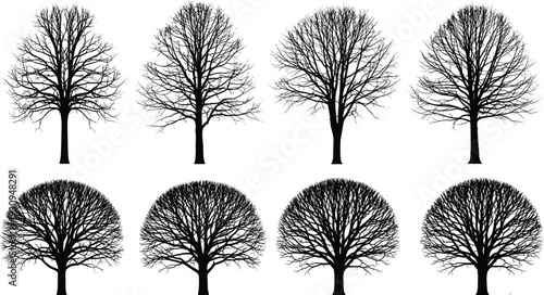 Set of deciduous winter tree silhouettes technical cad drawing flat vector illustration for landscape design architectural site planning and forestry