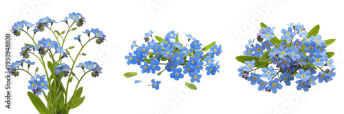 Bild auf Leinwand Forget-Me-Not Flower Set - Blue Spring Botanical and Garden Floral Clipart PNG