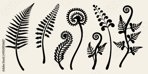 Botanical illustration of various fern fronds and spiraling plant forms