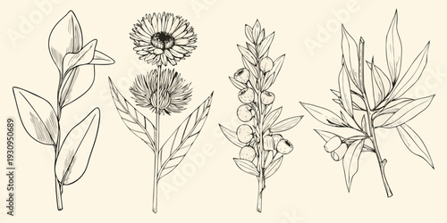 Botanical illustration of various wildflowers and foliage in black and white