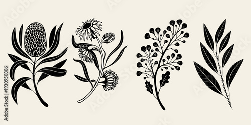 Elegant botanical illustration featuring various australian native plants