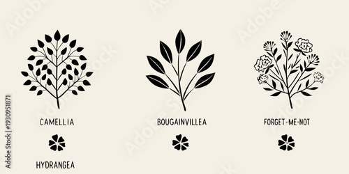 Botanical illustrations of camellia bougainvillea forget me not and hydrangea flowers