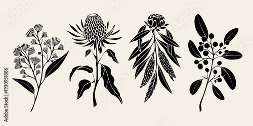 Elegant botanical illustration featuring various native australian floral specimens