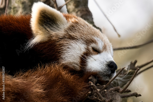 A Red Panda (Ailurus fulgens) resting in a tree.