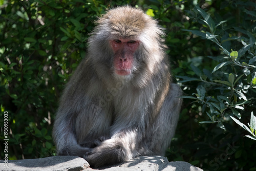 The Japanese Macaque (Macaca fuscata) or Snow Monkey.