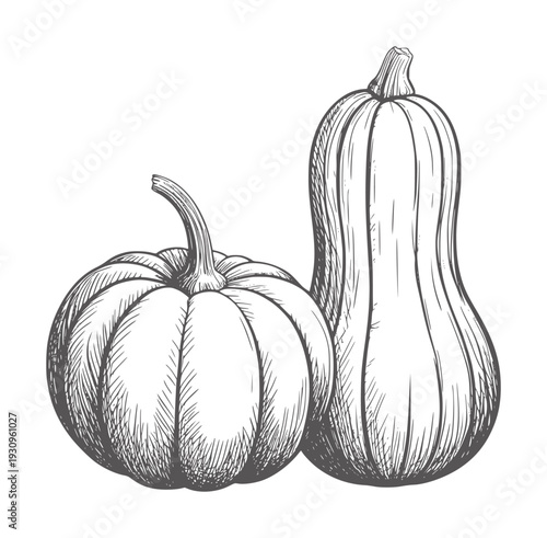 Black and white hand drawn of two pumpkins squash gourd autumn harvest