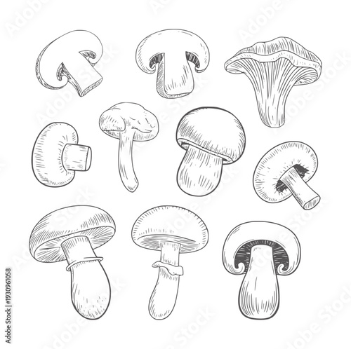 Black and white ink of assorted mushrooms and fungi