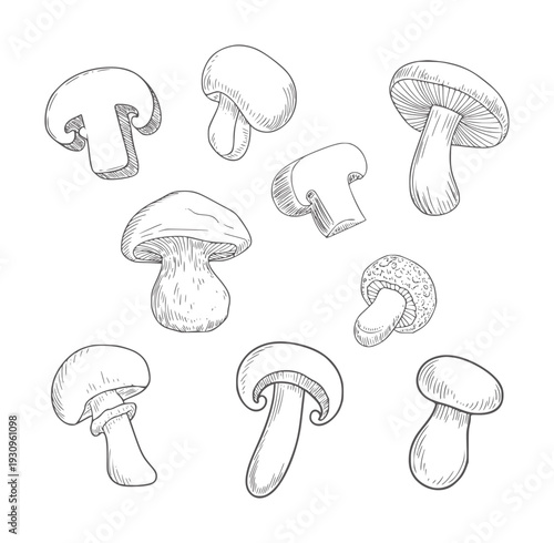 Black and white ink of eight assorted mushrooms food