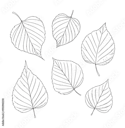 Black and white line of six assorted birch leaves leaf nature botanical