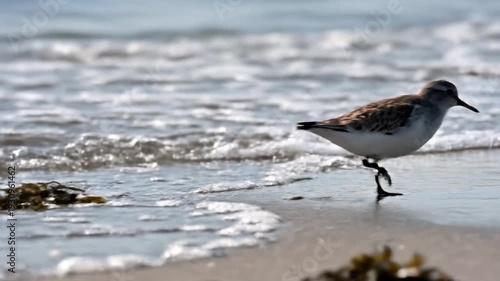 Wallpaper Mural Sandpiper walking in ocean surf near seaweed on a sandy beach Torontodigital.ca