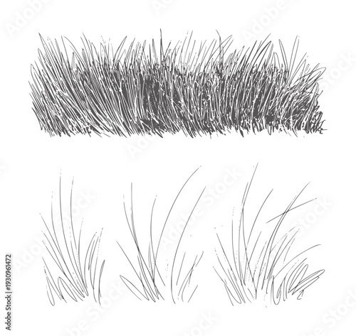 Hand drawn of dense grass clump and sparse blades foliage green nature plant