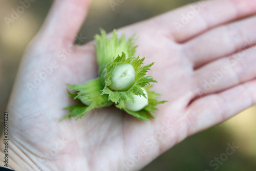 Close-up of fresh green unripe hazelnuts held in a person's open palm outdoors.