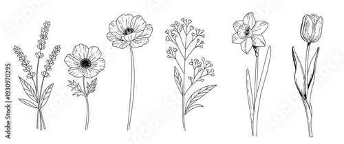 Set of wild spring meadow flowers. Vector linear illustration in black ink on white background.
