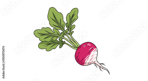 Simple cartoon illustration of a fresh red and white radish with green leafy tops isolated on a plain white background.
