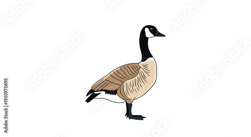 Simple graphic illustration of a single standing Canada goose with detailed feathers isolated on a plain white background.