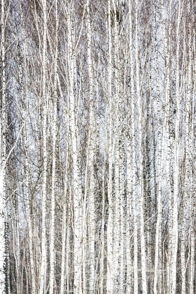 Obraz premium birch trees