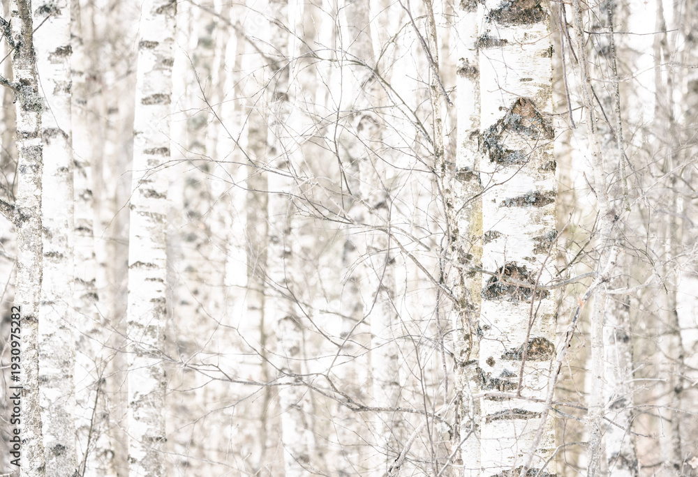 Obraz premium birch tree