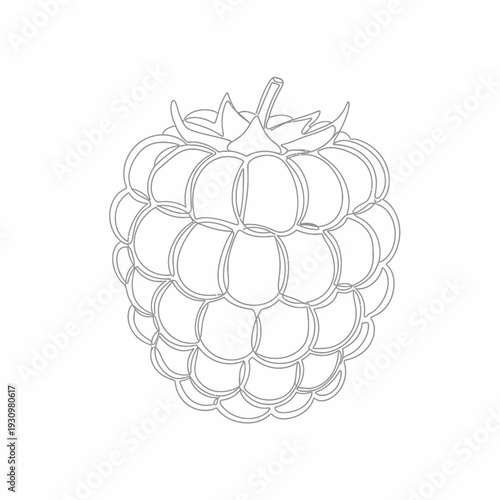 Illustration of a Single Raspberry Fruit.