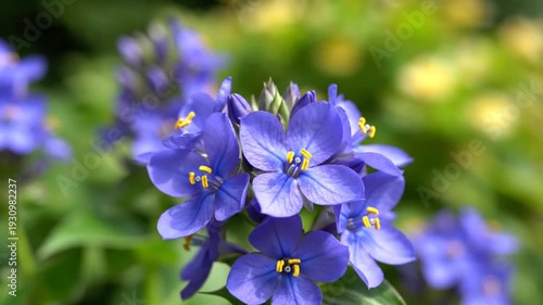 Wallpaper Mural Vibrant blue flowers with yellow stamens blooming outdoors Torontodigital.ca