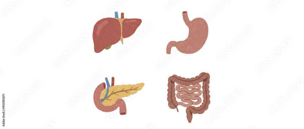 Obraz premium Hand drawn human digestive system organs set with liver stomach pancreas and intestines on a transparent background