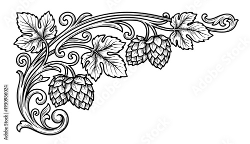 Vintage hop branch with cones and leaves, detailed black and white vector illustration.