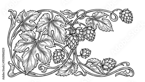 Traditional engraving of hop cones and leaves, vector format.