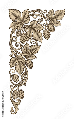 Vintage hop vine corner ornament with cones and leaves, detailed sepia engraving style illustration.