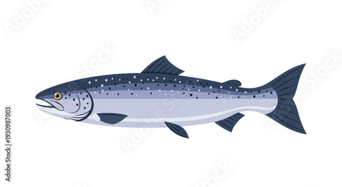 Salmon Fish Illustration.