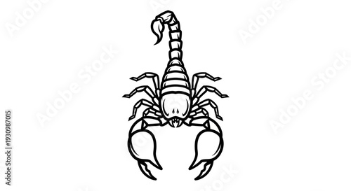 Scorpion Insect Animal.