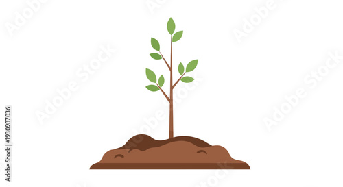 Small green plant growing.