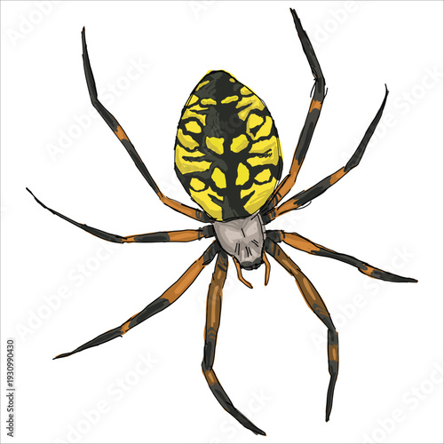 Yellow Garden Spider. Argiope aurantia. Colorful, hand-drawn, vector illustration. Picturesque. Unique detailed stylization. Print on sketchbooks, stickers, postcards, cups, clothes, posters.