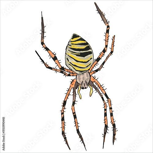 Spider-Wasp. Argiope bruennichi. Colorful, hand-drawn, vector illustration. Picturesque. Unique detailed stylization. Print on sketchbooks, stickers, postcards, cups, clothes, posters.