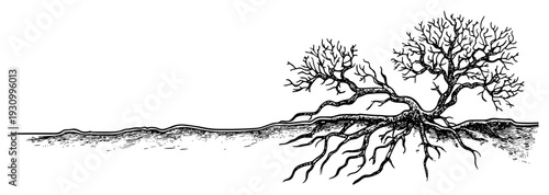 Artistic sketch of a tree with a large complex root system shown in cross section