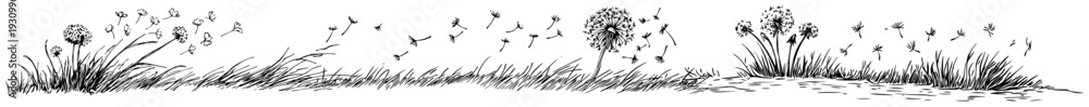 Fototapeta premium Hand drawn sketch of dandelion flowers with seeds scattering in the wind over tall grass