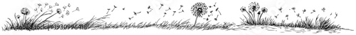 Hand drawn sketch of dandelion flowers with seeds scattering in the wind over tall grass