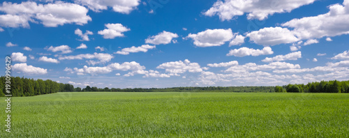Large field of grass with  clear blue sky above. sky is dotted with clouds, giving the scene peaceful and serene atmosphere