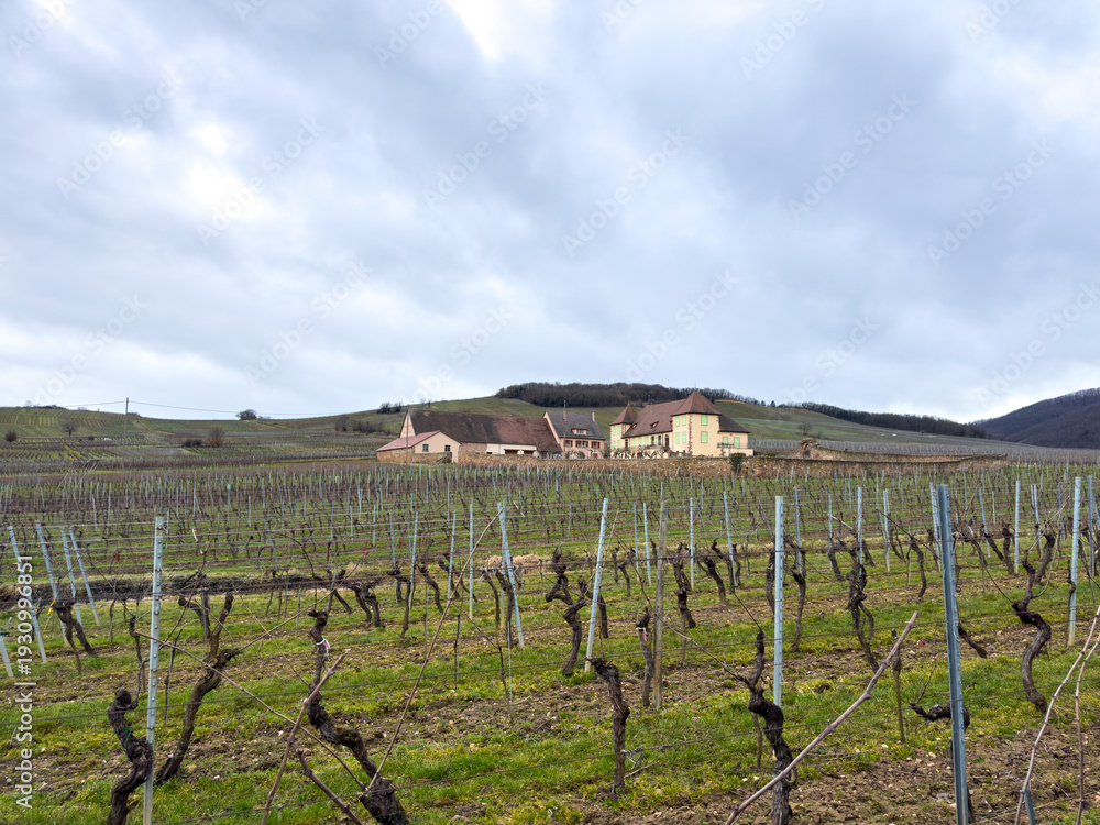 Fototapeta premium Expansive Vineyard Landscape with Farmhouse