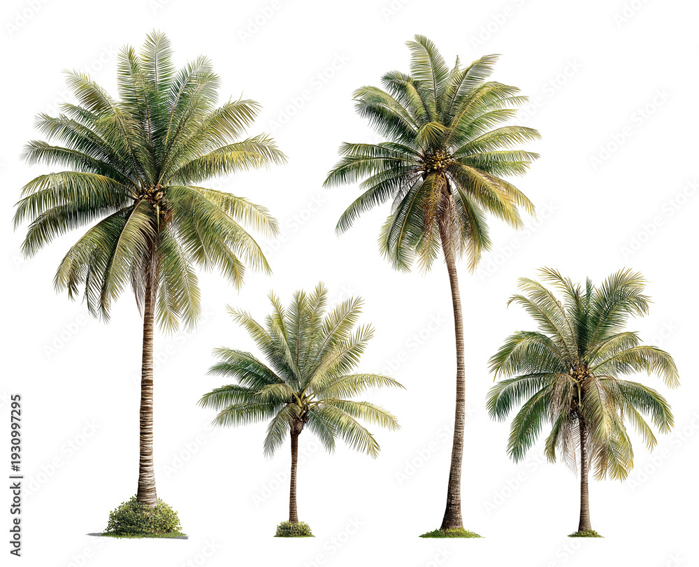 Obraz premium Set of four tropical palm trees isolated on white, isolated on white, png