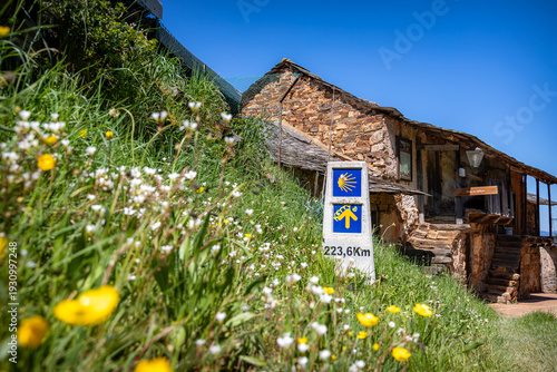 Yellow wildflowers bloom around a concrete milestone showing 223.6 km to go, identifying the pilgrimage trail toward Santiago de Compostela in the village of Riego de Ambros, Spain