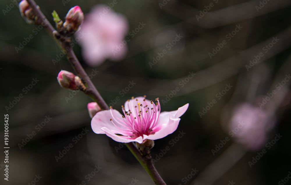 Obraz premium pink flower