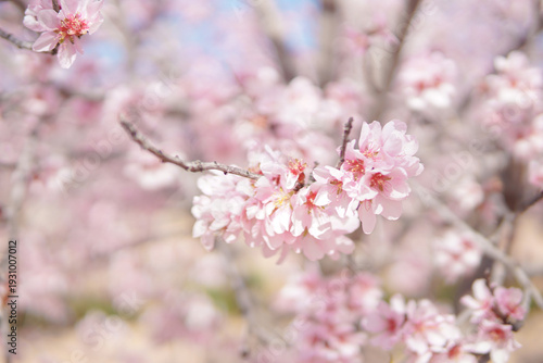 Blooming pink almond flowers with bee in soft sunlight, natural spring pollination background wallpaper