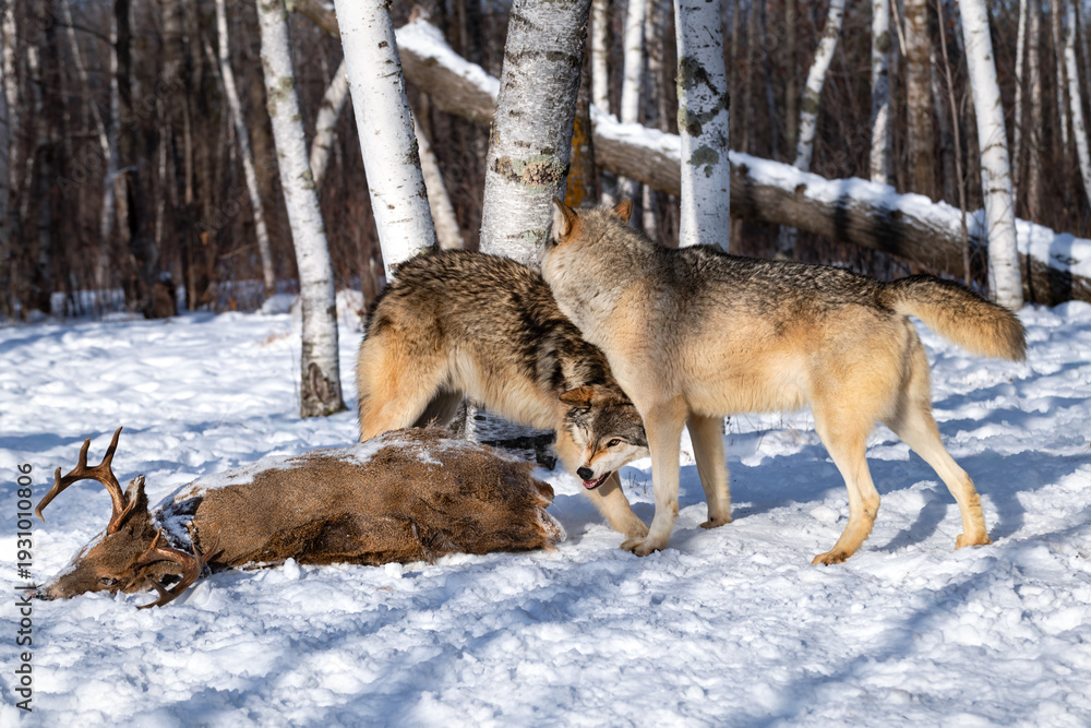 Obraz premium Grey Wolf (Canis lupus) Snarls When Packmate Puts Head on Shoulders Near Deer Carcass Winter