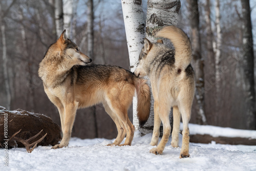 Grey Wolf (Canis lupus) Sniffs at Tail of Packmate Winter