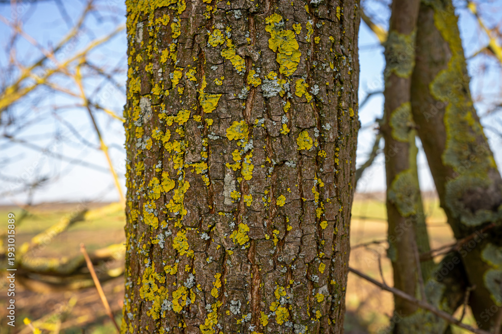 Fototapeta premium Moss and lichen grow on the bark of a tree in a field with a clear sky during daylight hours