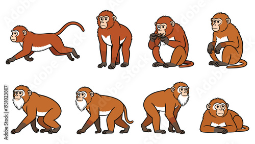 Monkeys posing and performing various activities in different poses and dynamic movements globally