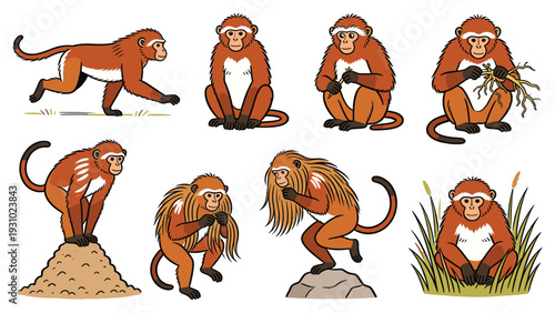 Various primate species in different poses and activities depicted in vector illustrations