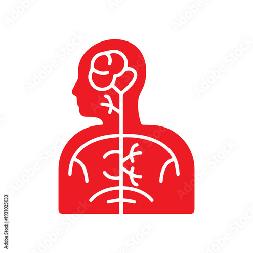 Human Anatomy Brain and Spine