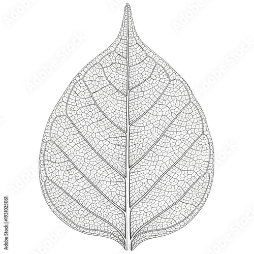 Detailed close-up of a delicate leaf skeleton with intricate vein patterns.
