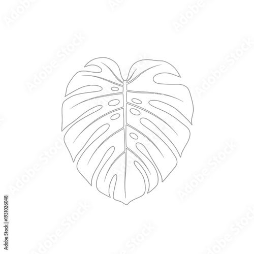 Monstera Deliciosa Leaf Outline Drawing Minimalist Botanical Illustration.